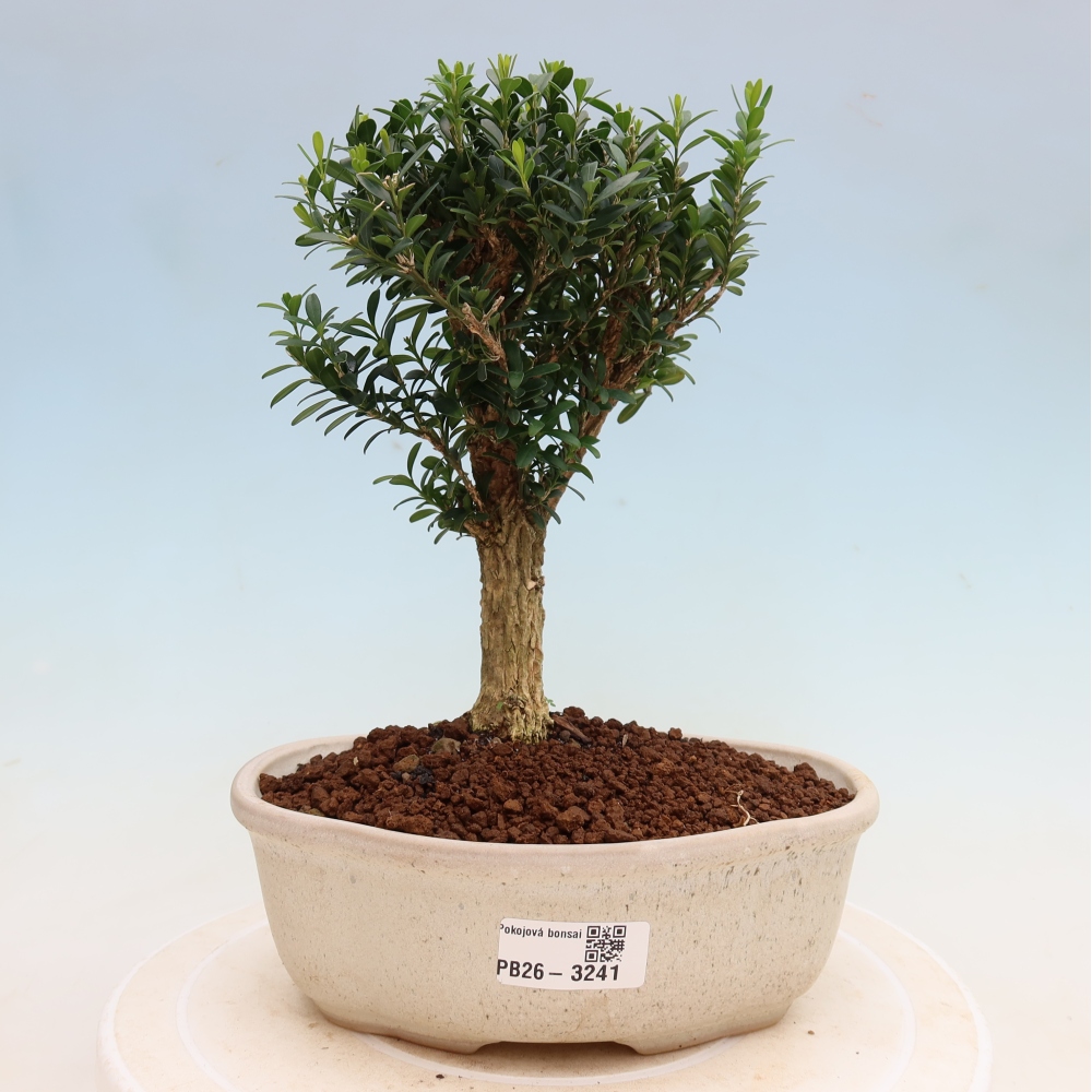 Pokój bonsai - Buxus harlandii - buxus korkowy