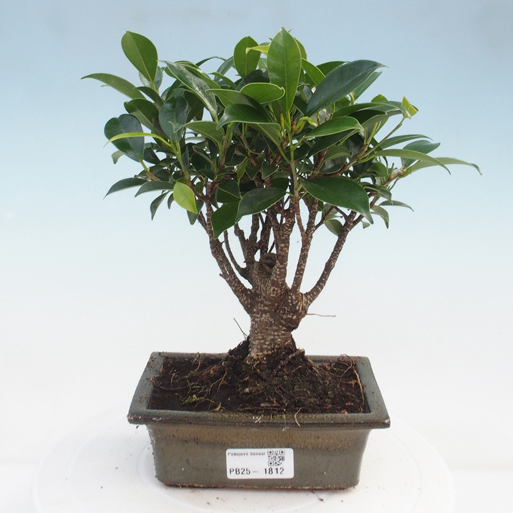 Bonsai wewnętrzne - Ficus retusa - figowiec drobnolistny