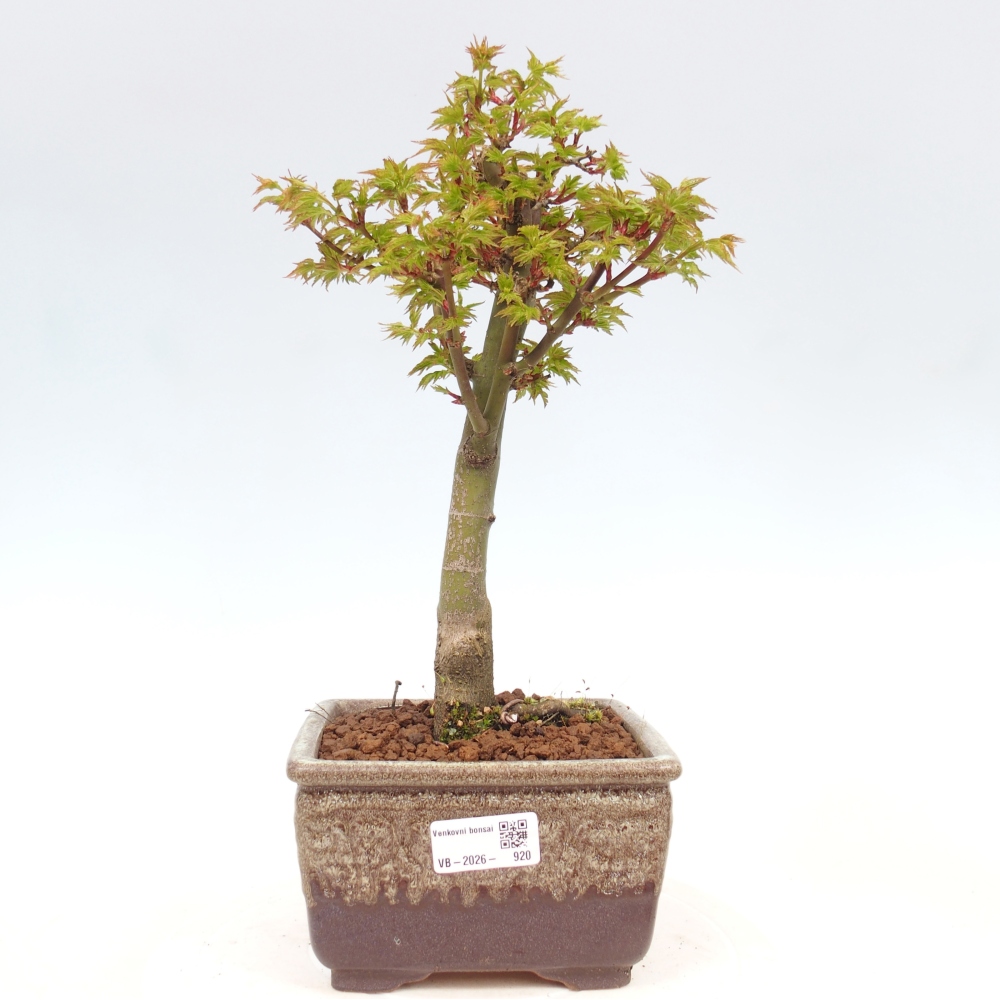 Outdoor bonsai - palma jaworowa Acer palmatum Shishigashira