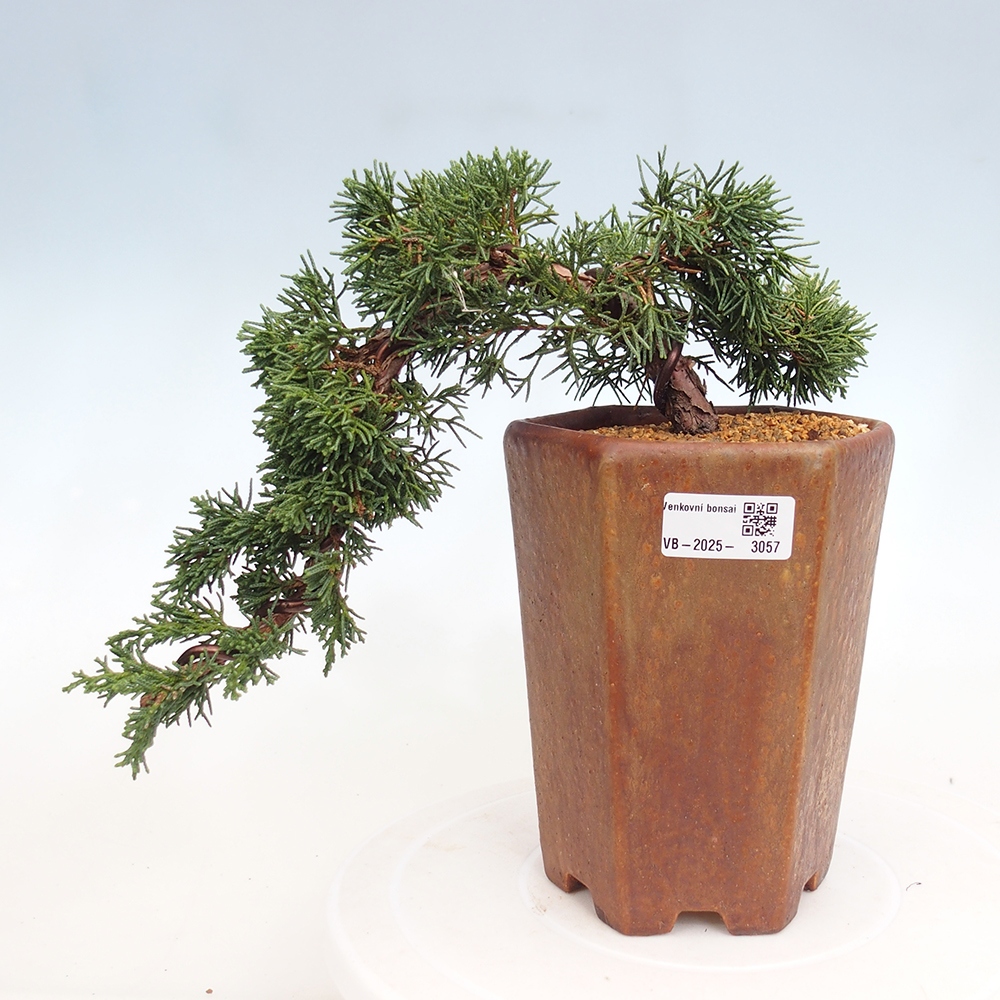 Bonsai zewnętrzne - Juniperus chinensis Kishu - Jałowiec chiński