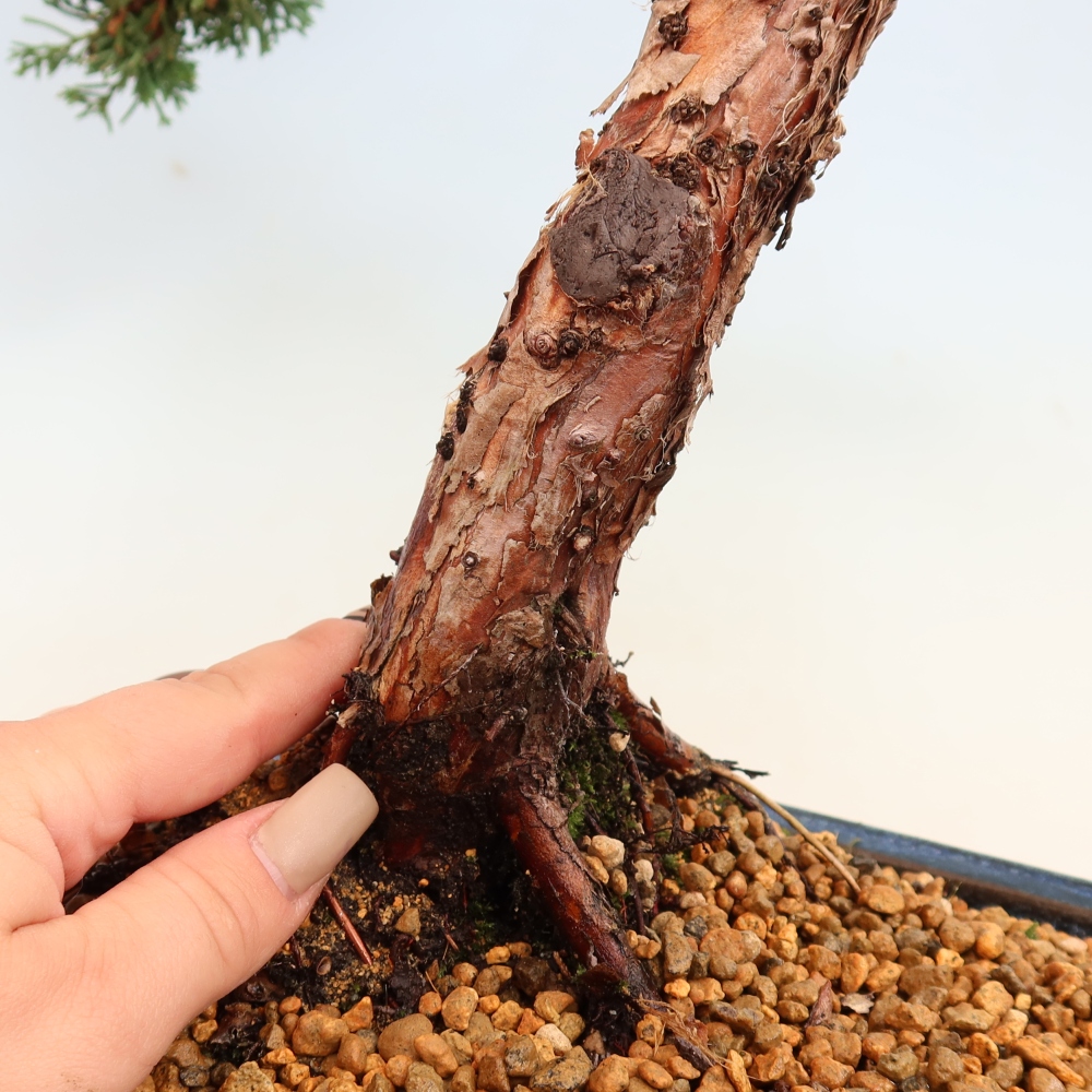 Outdoor bonsai - Juniperus chinensis Kishu
