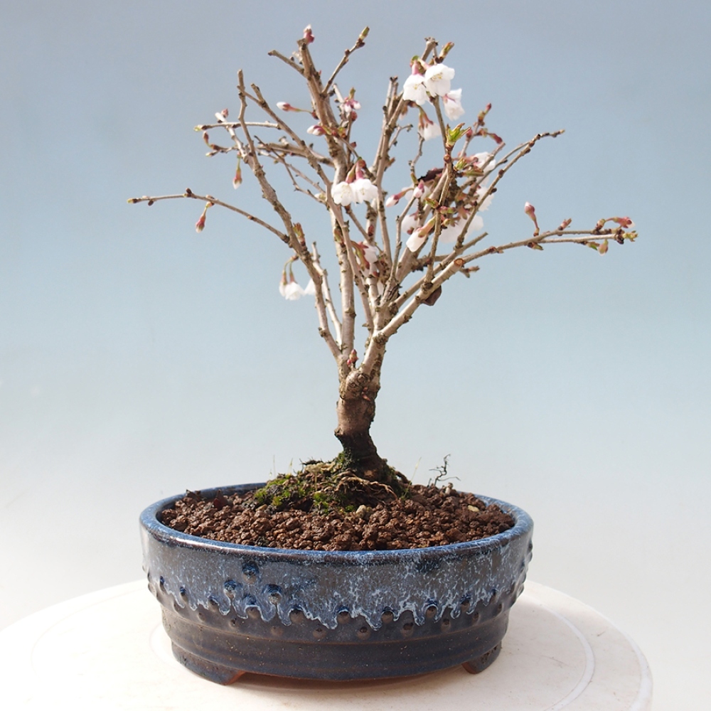Bonsai zewnętrzne - Prunus incisa Kojou-no mai-cięcie śliwki