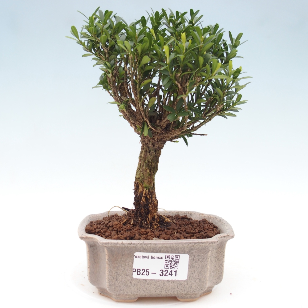 Pokój Bonsai - Buxus harlandii - Bukszpan korkowy
