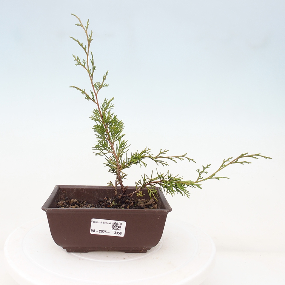 Outdoor bonsai - Juniperus chinensis Itoigawa - Jałowiec chiński
