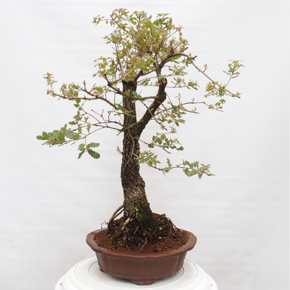 Yamadori - Quercus Ilex - Dąb ostrokrzewowy