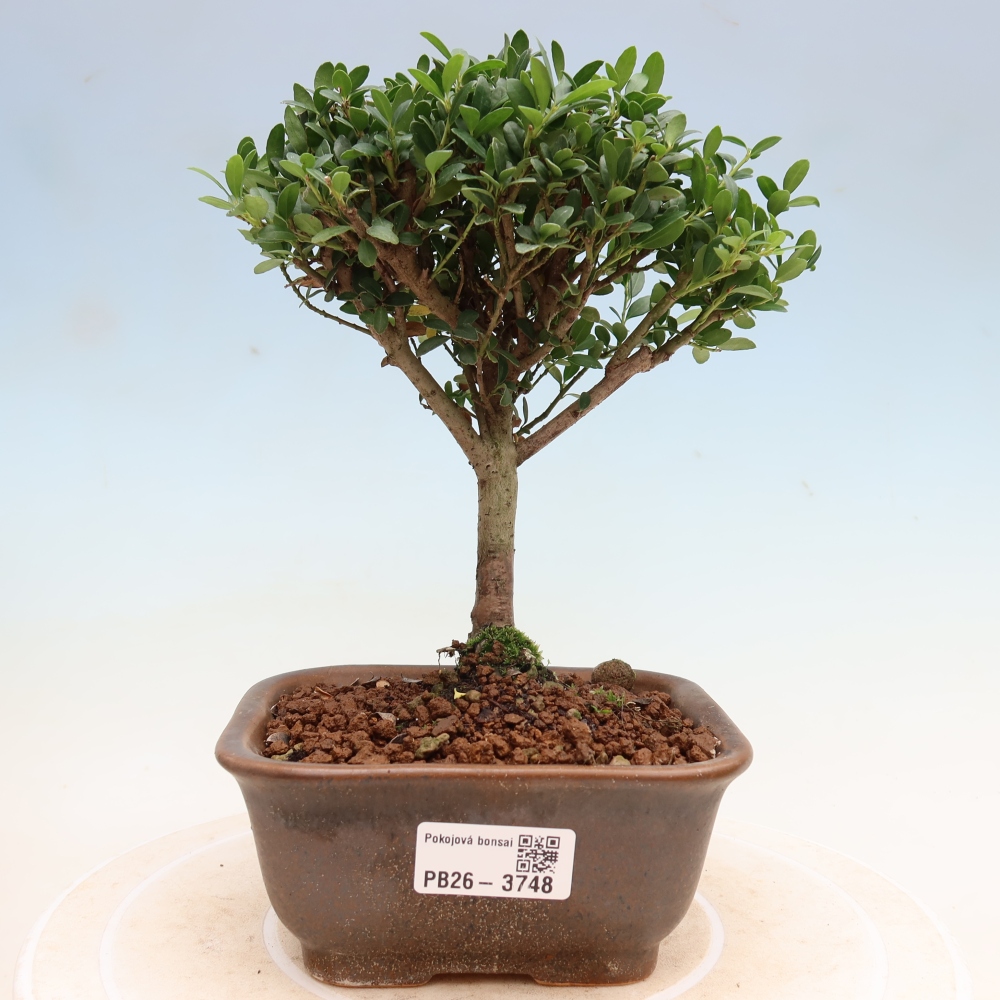 Pokój bonsai - Ilex crenata - Ostrokrzew