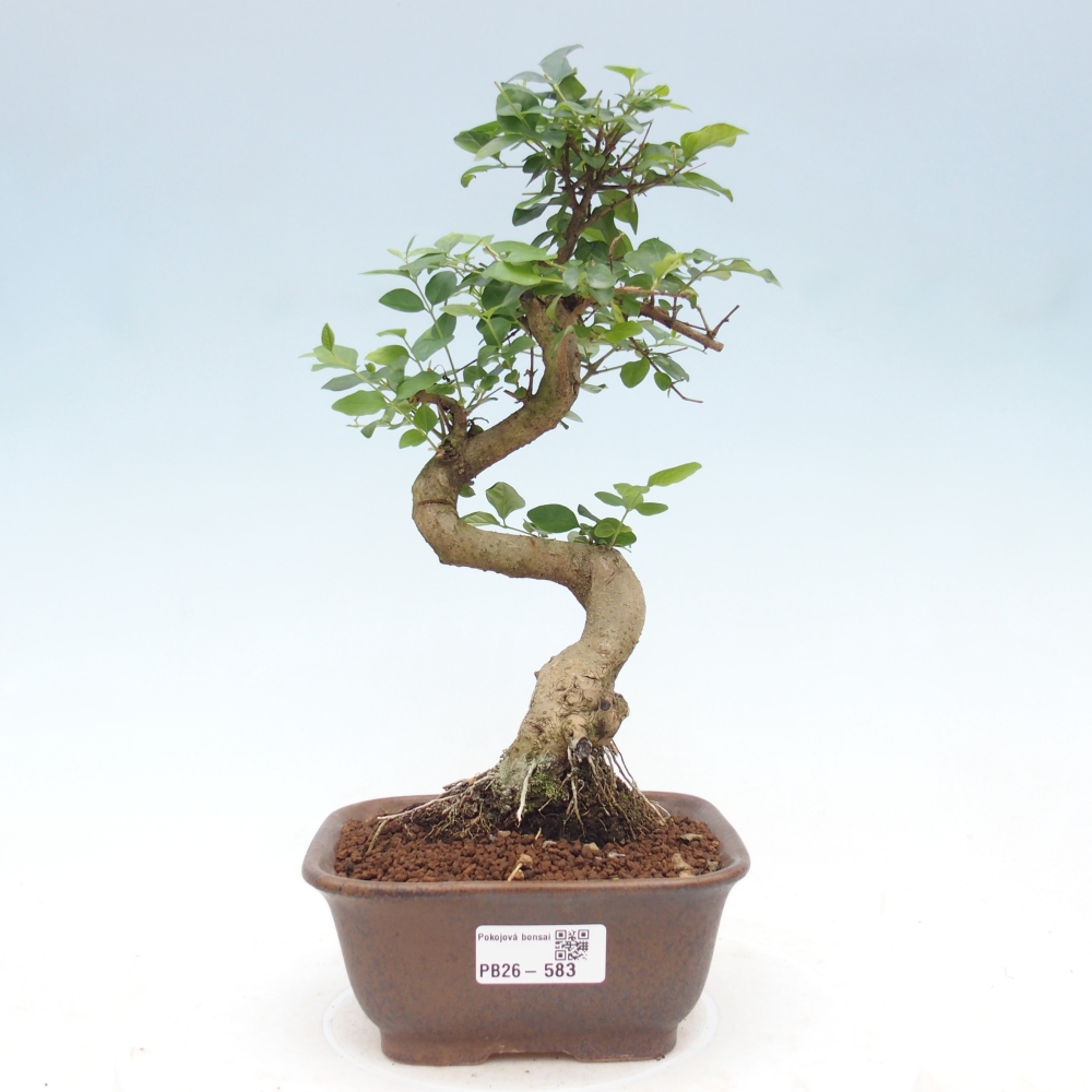 Pokój bonsai - Ligustrum chinensis - Dziób ptaka