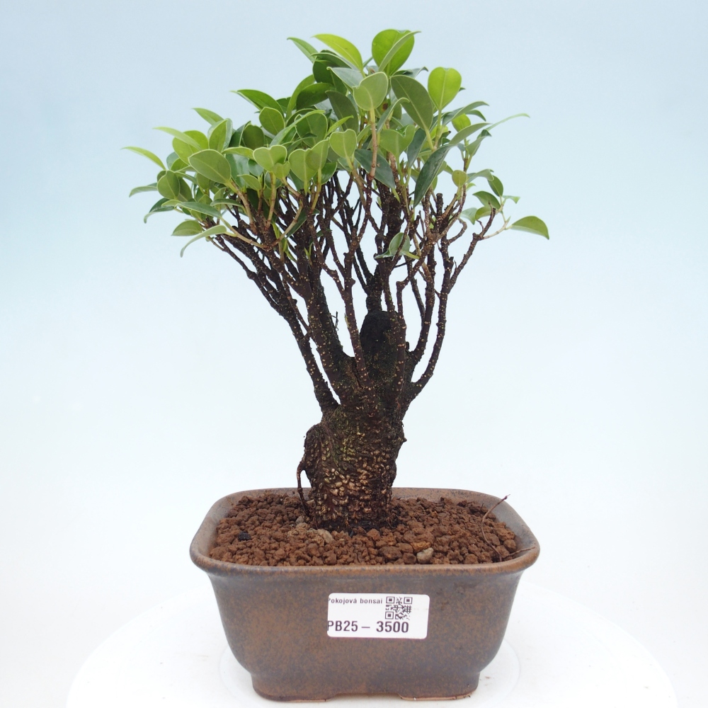 Pokój bonsai - Ficus retusa - figowiec drobnolistny