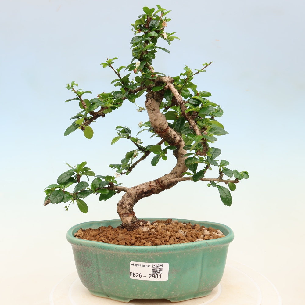Bonsai pokojowe - Carmona macrophylla - Tea fuki