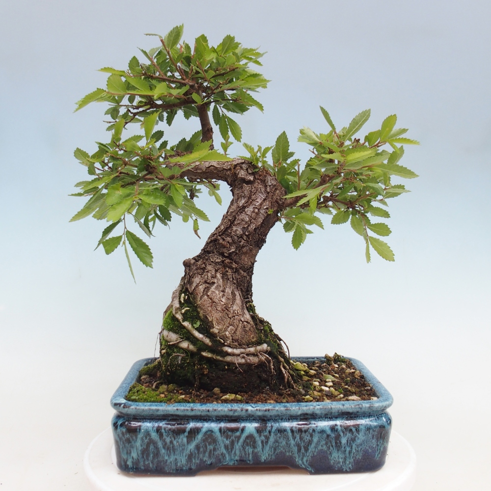 Bonsai zewnętrzne - Zelkova - Zelkova NIRE