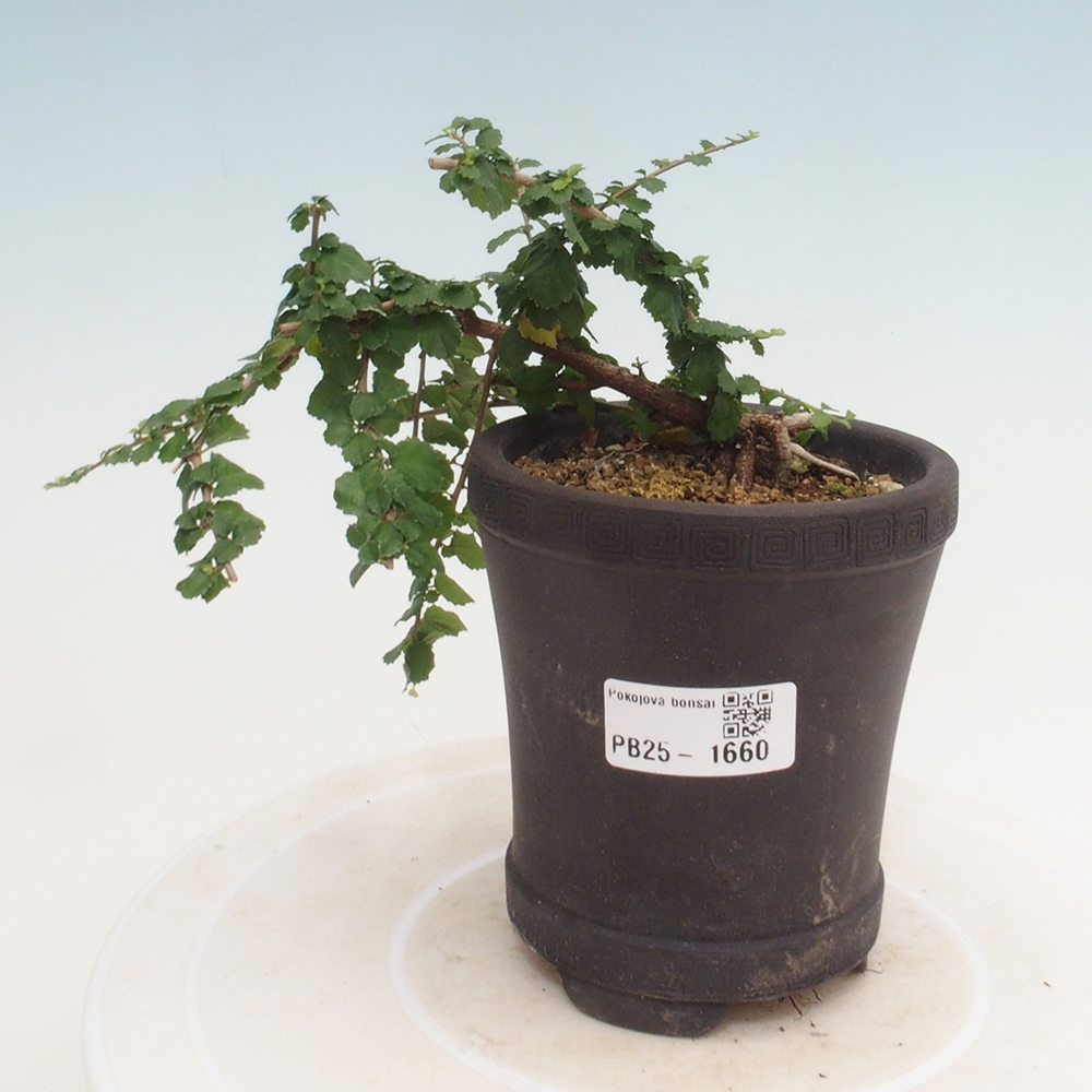 Bonsai wewnętrzne - Grewia sp. - Grewie drobnolistne