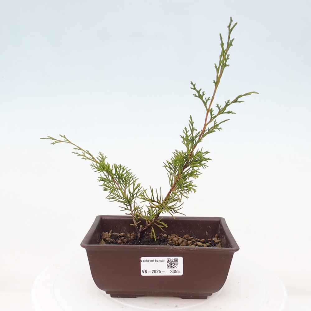 Outdoor bonsai - Juniperus chinensis Itoigawa - Jałowiec chiński