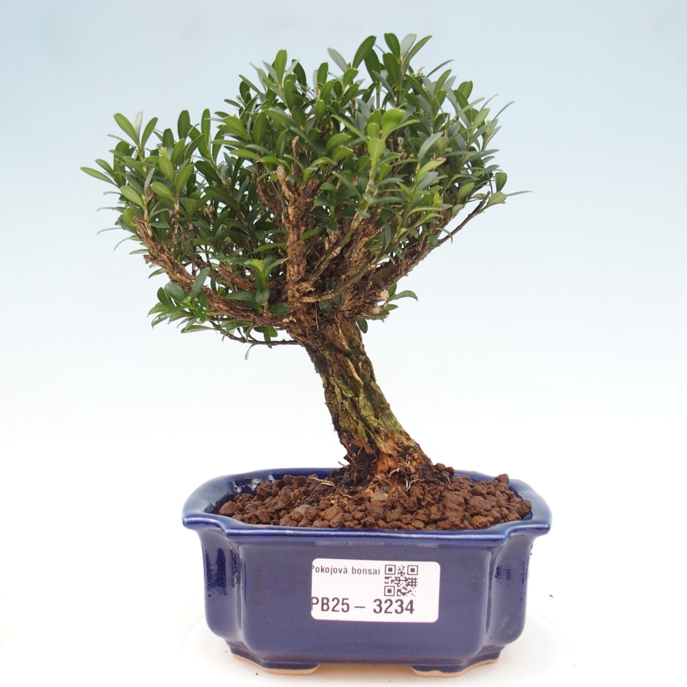 Pokój bonsai - Buxus harlandii - buxus korkowy