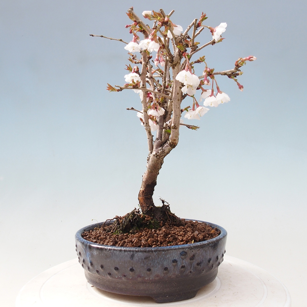 Bonsai zewnętrzne - Prunus incisa Kojou-no mai-cięcie śliwki