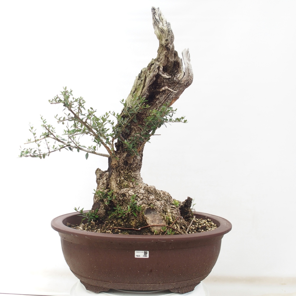 Kryte bonsai - Olea europaea sylvestris - Europejska oliwa z małych liści
