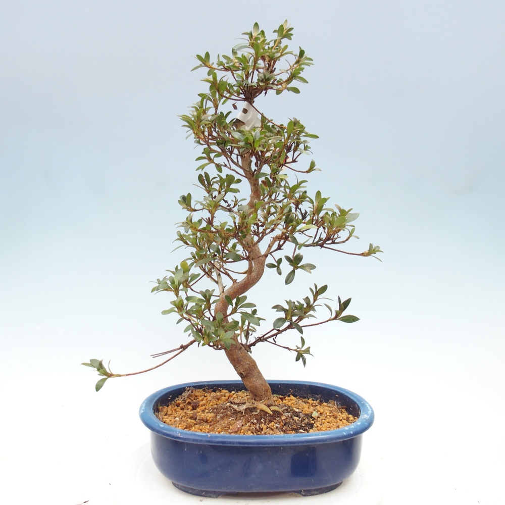 Bonsai zewnętrzne - Azalia japońska - Azalia Beniko