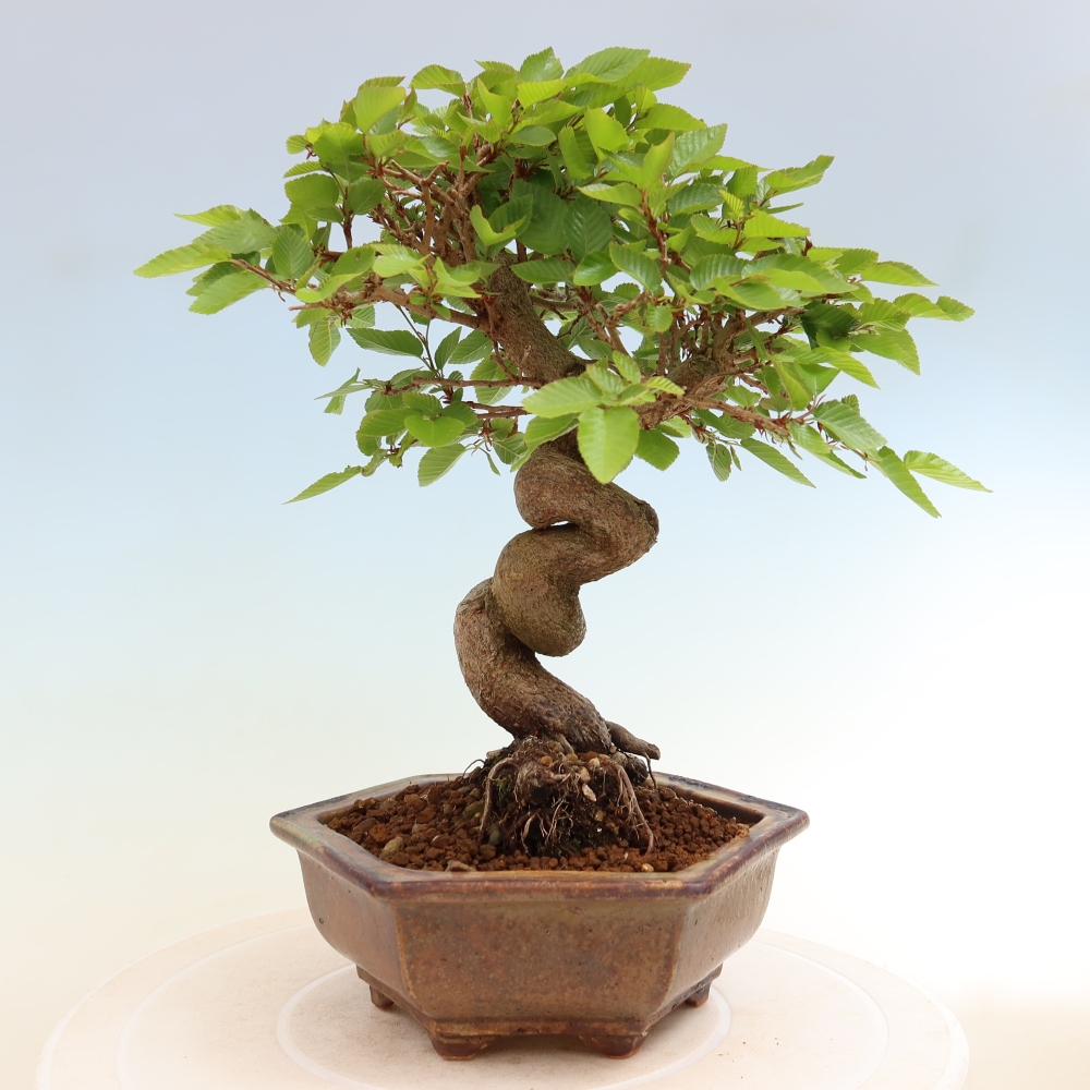 Outdoor bonsai - Carpinus coreana - grab koreański