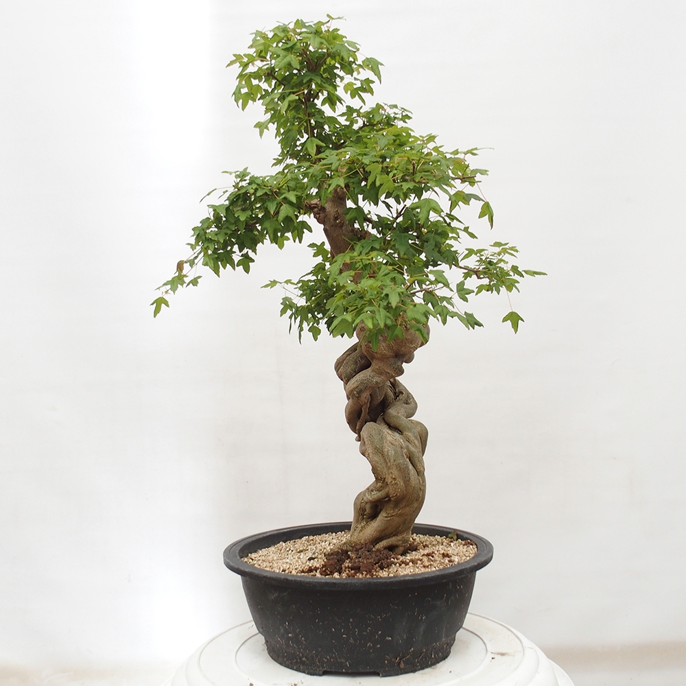 Outdoor bonsai - Maple Buergerianum - Burger Maple