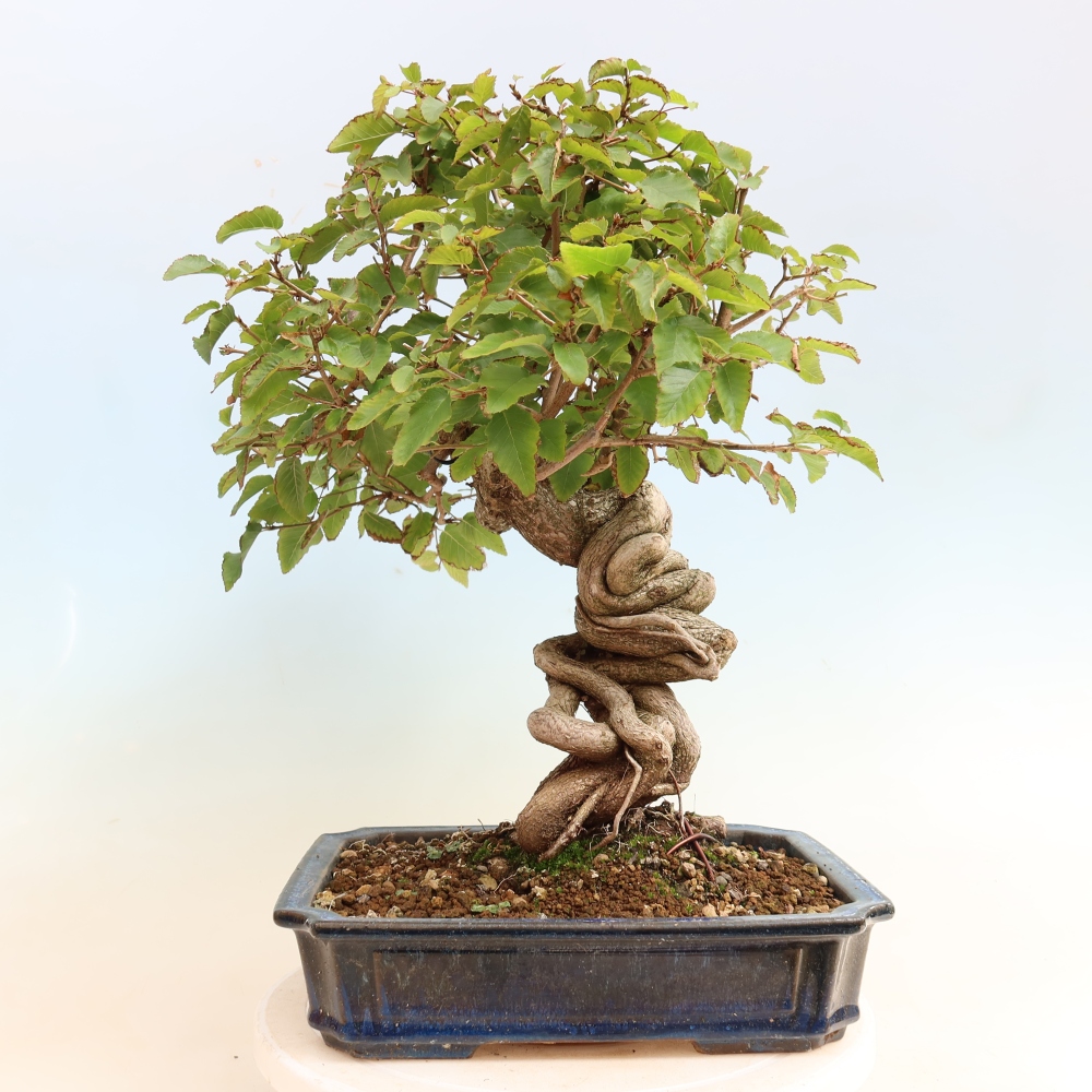 Outdoor bonsai - Carpinus CARPINOIDES - grab koreański
