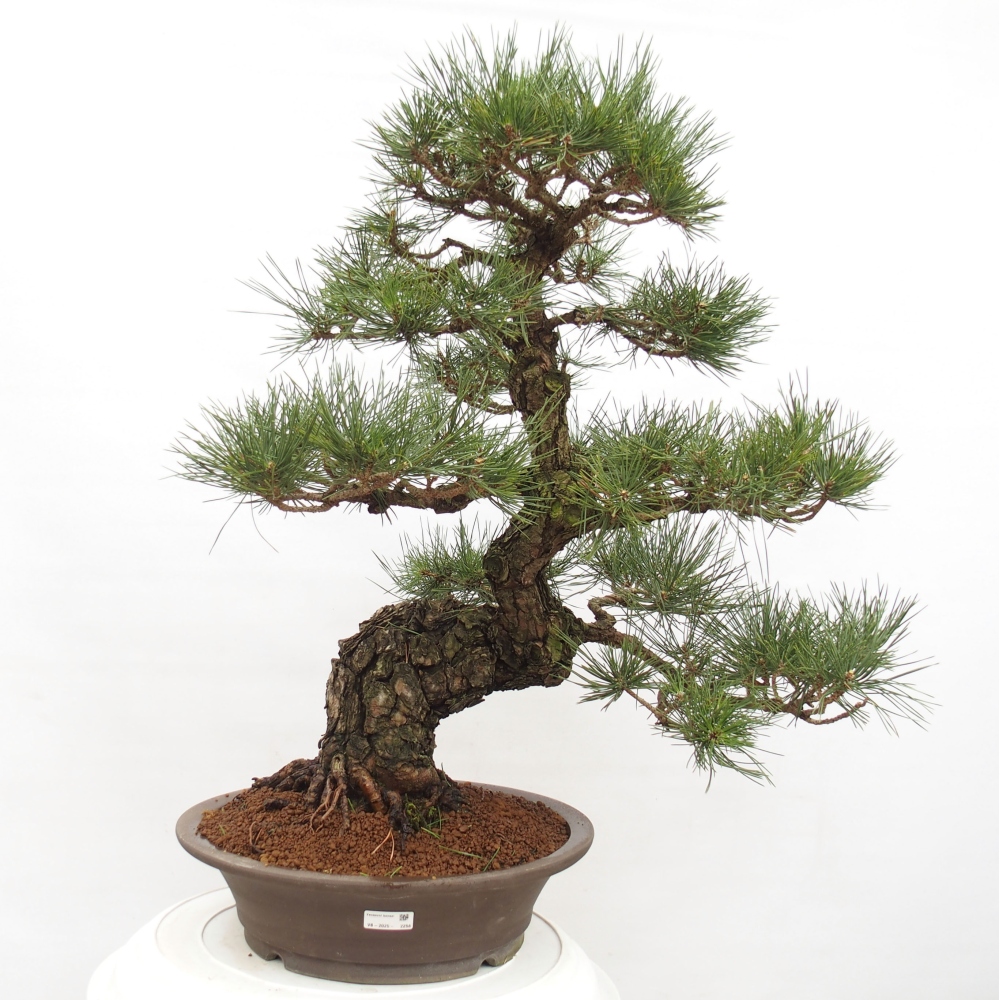 Bonsai ogrodowe - Pinus thunbergii - Sosna Thunberg