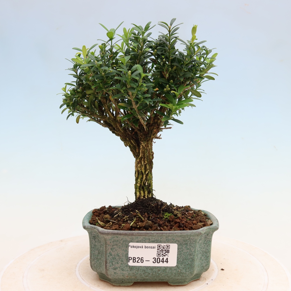 Pokój bonsai - Buxus harlandii - buxus korkowy