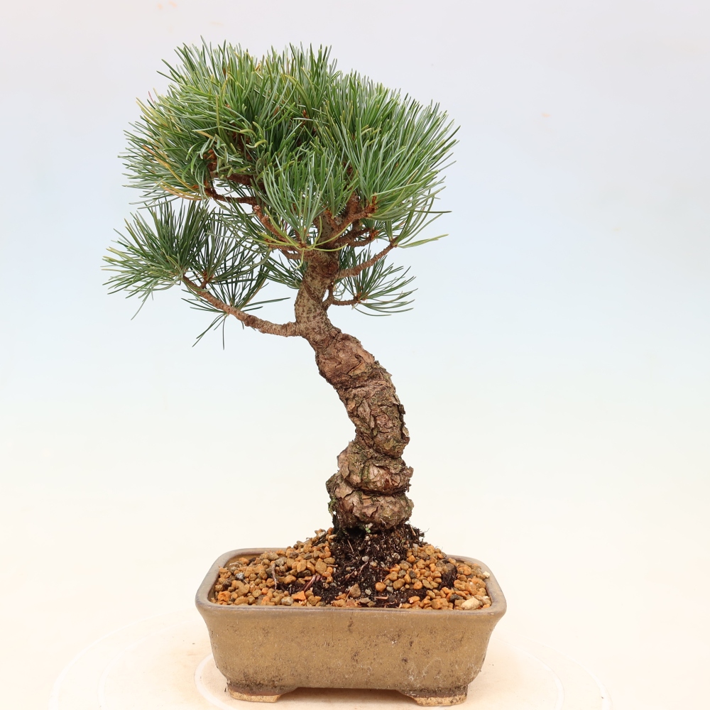 Outdoor bonsai - Pinus parviflora - Pinus parviflora