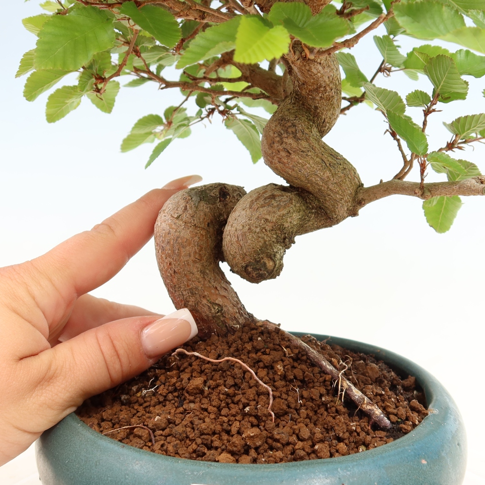 Outdoor bonsai - Carpinus coreana - grab koreański