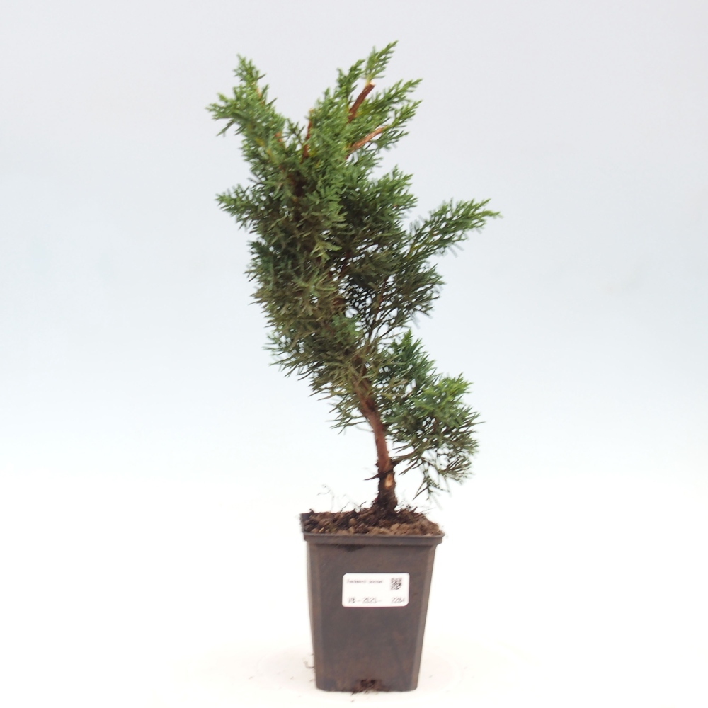 Outdoor bonsai - Juniperus chinensis Kishu - chiński jałowiec