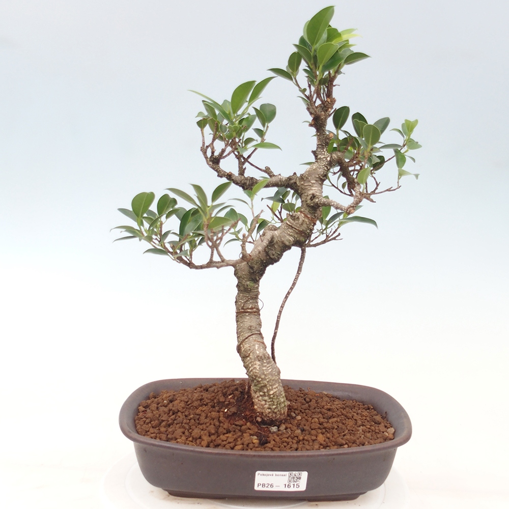 Kryty bonsai - kimono Ficus - figowiec drobnolistny
