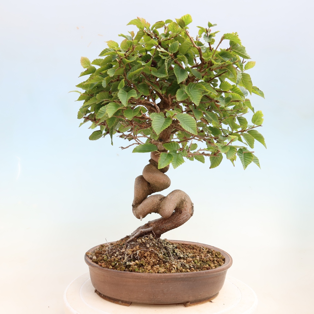Outdoor bonsai - Carpinus CARPINOIDES - grab koreański