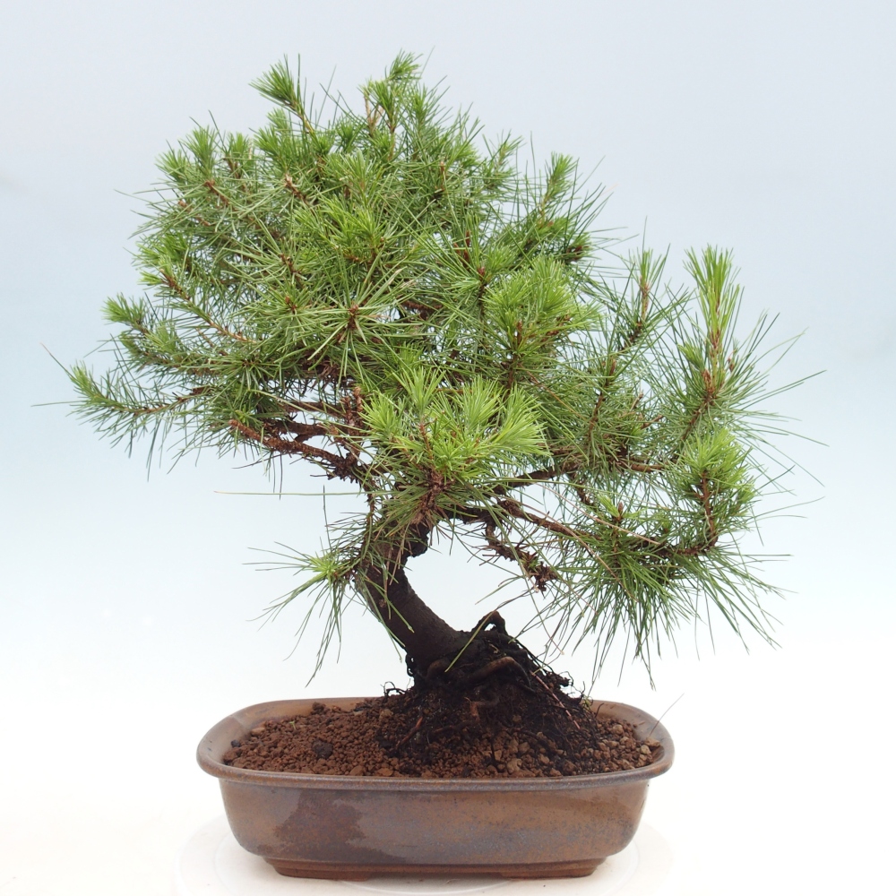 Pokój bonsai - Pinus halepensis - Sosna z Aleppo