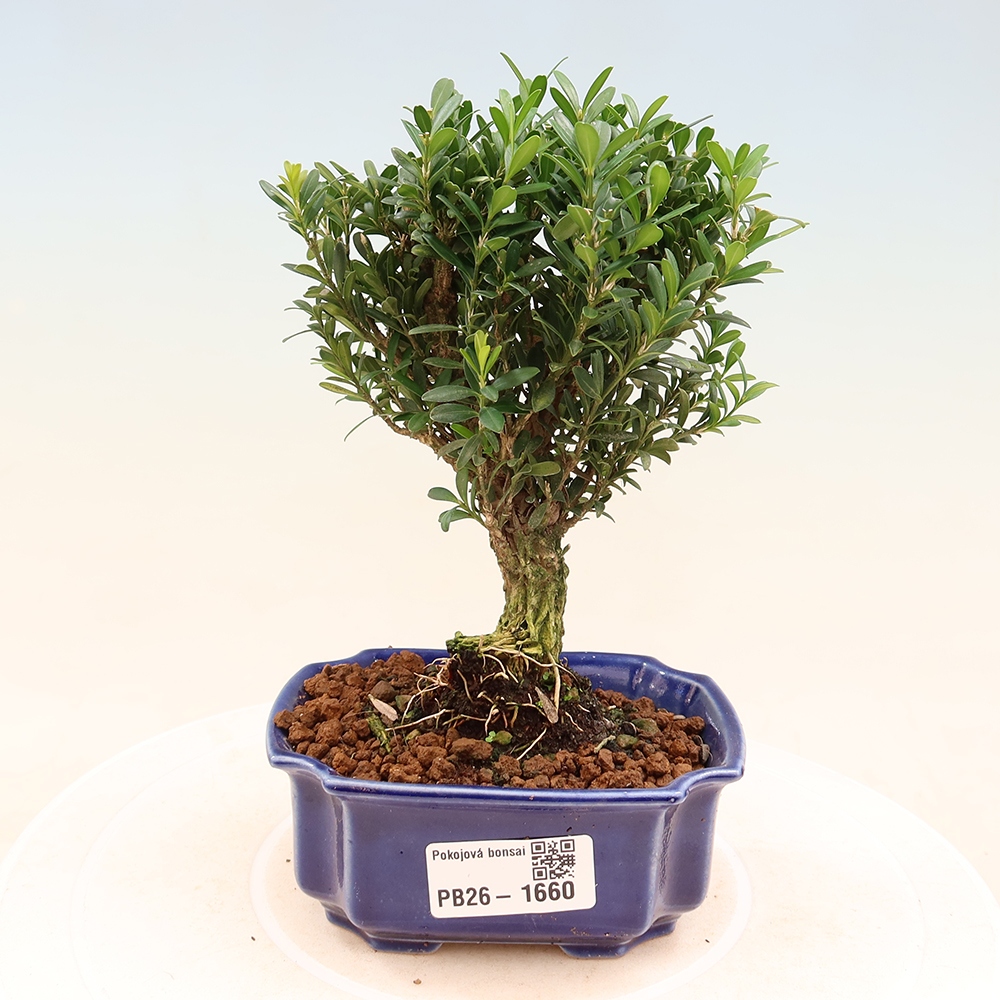 Pokój bonsai - Buxus harlandii - buxus korkowy
