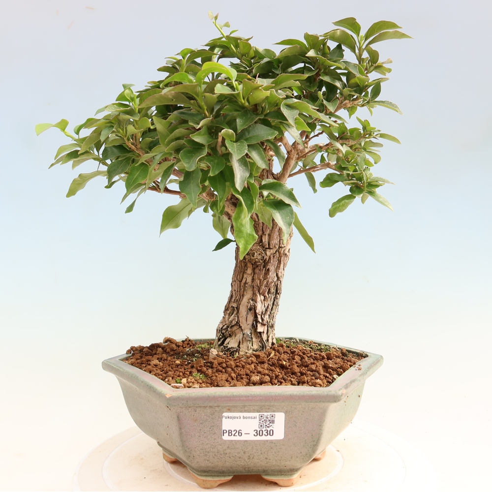 Pokój bonsai - Bouganwilea