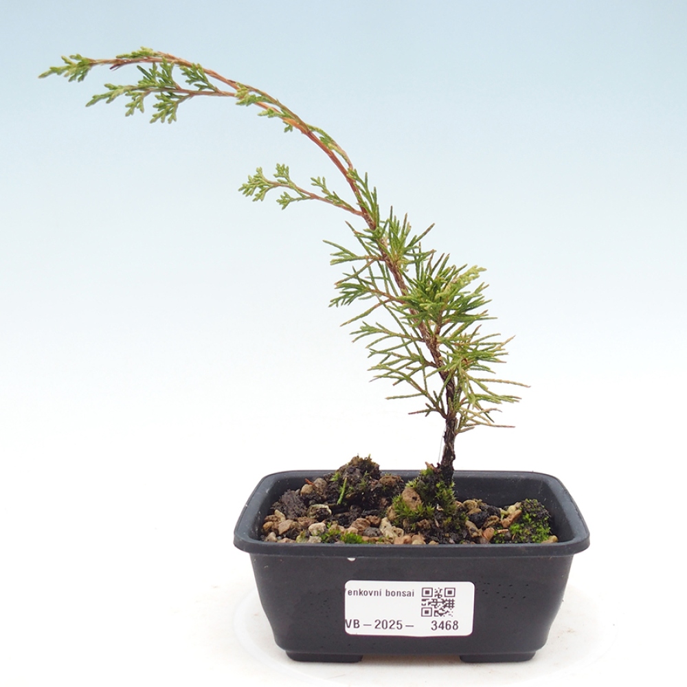 Outdoor bonsai - Juniperus chinensis Itoigawa