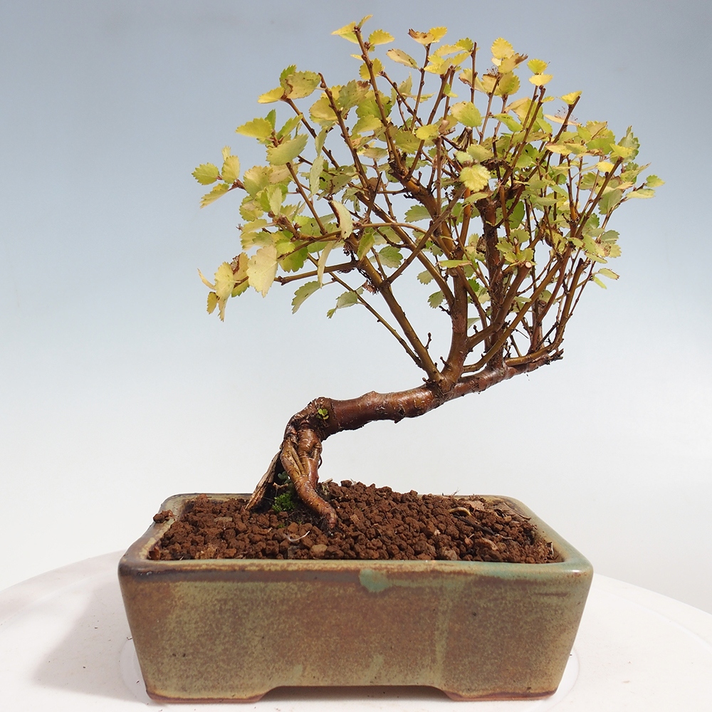 Bonsai zewnętrzne - brzoza karłowata - Betula NANA Treasure