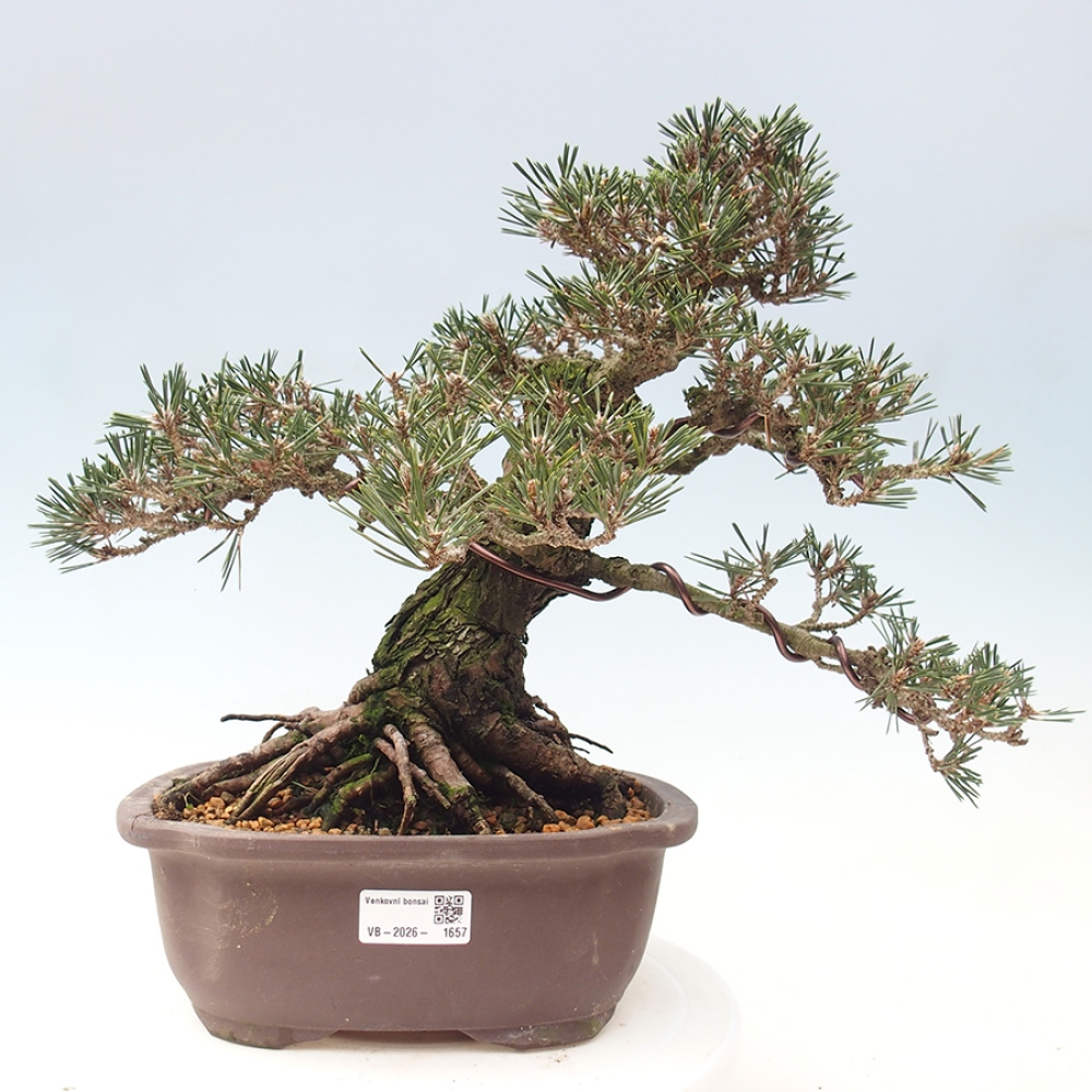 Outdoor bonsai - Pinus thunbergii Kotobuki - Sosna Thunberga
