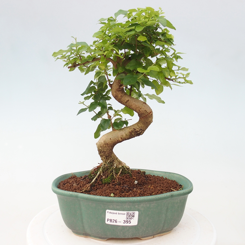 Pokój bonsai - Ligustrum chinensis - Dziób ptaka