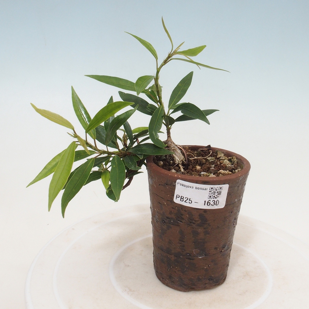 Bonsai wewnętrzne - Ficus nerifolia - figowiec drobnolistny