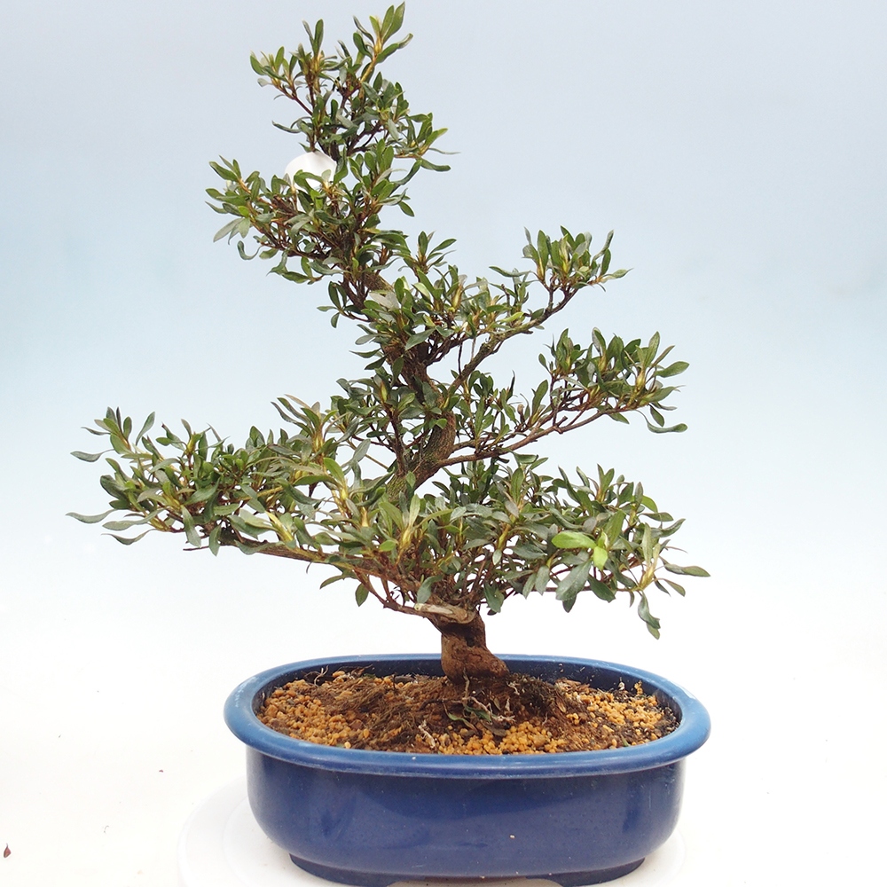 Bonsai zewnętrzne - Azalia japońska - Azalia CHIHIRO