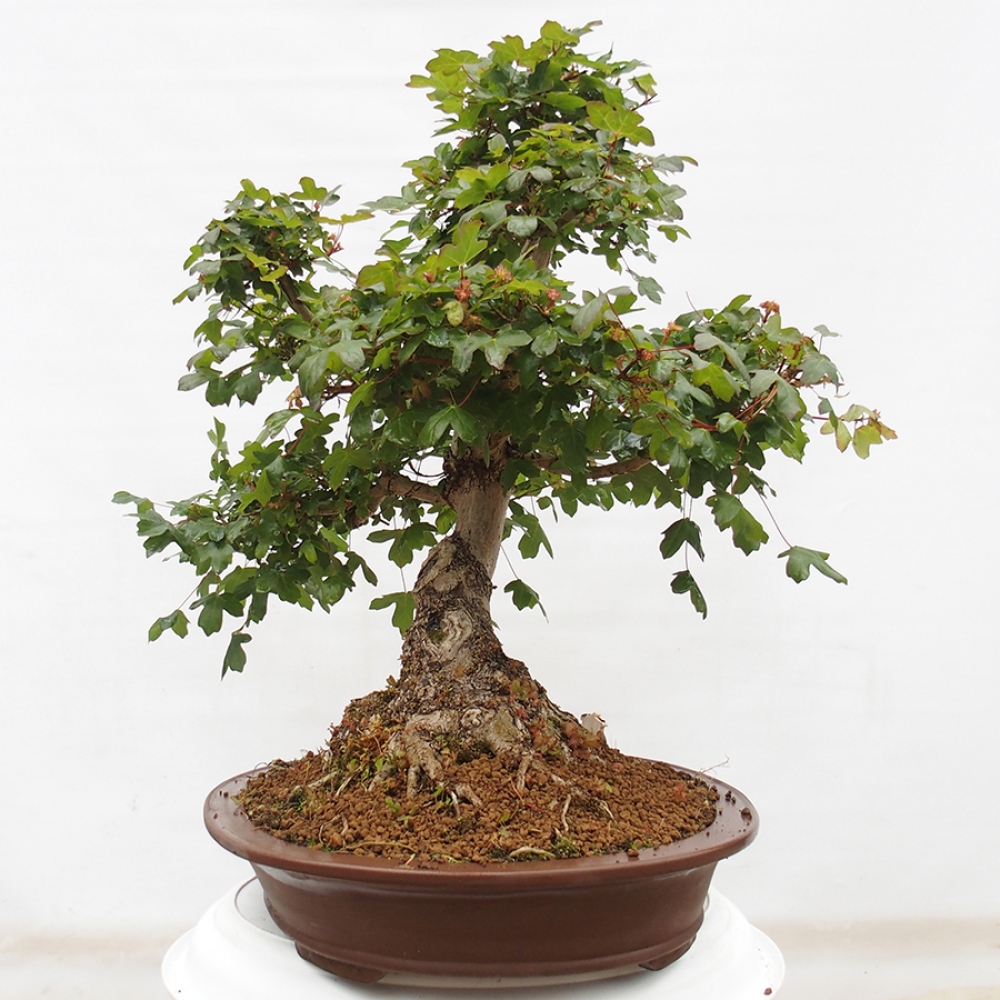 Bonsai zewnętrzne - Klon Francuski - Acer Nonspessulanum