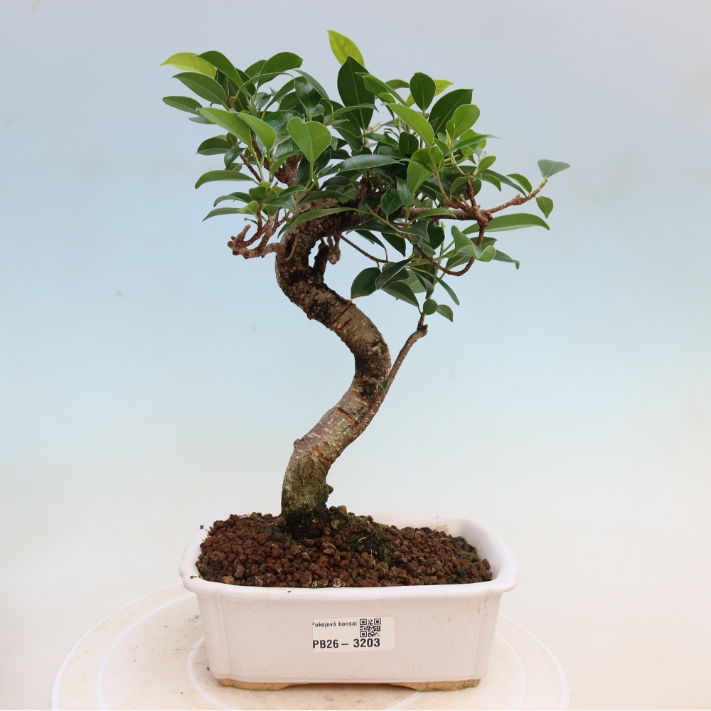 Pokój bonsai - Ficus kimmen - figowiec drobnolistny
