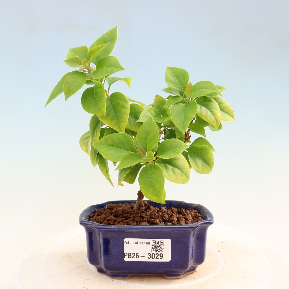 Pokój bonsai - Bouganwilea