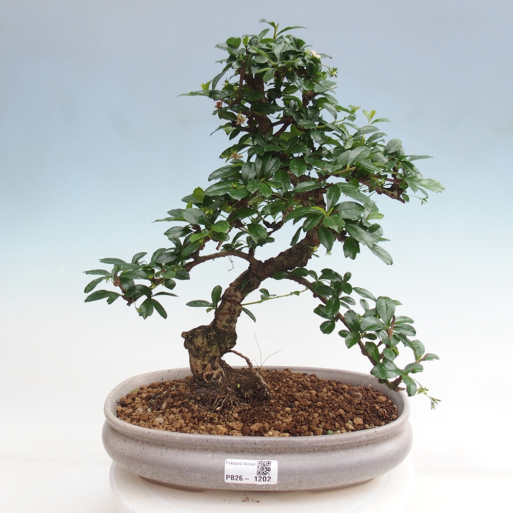 Bonsai pokojowe - Carmona macrophylla - Tea fuki