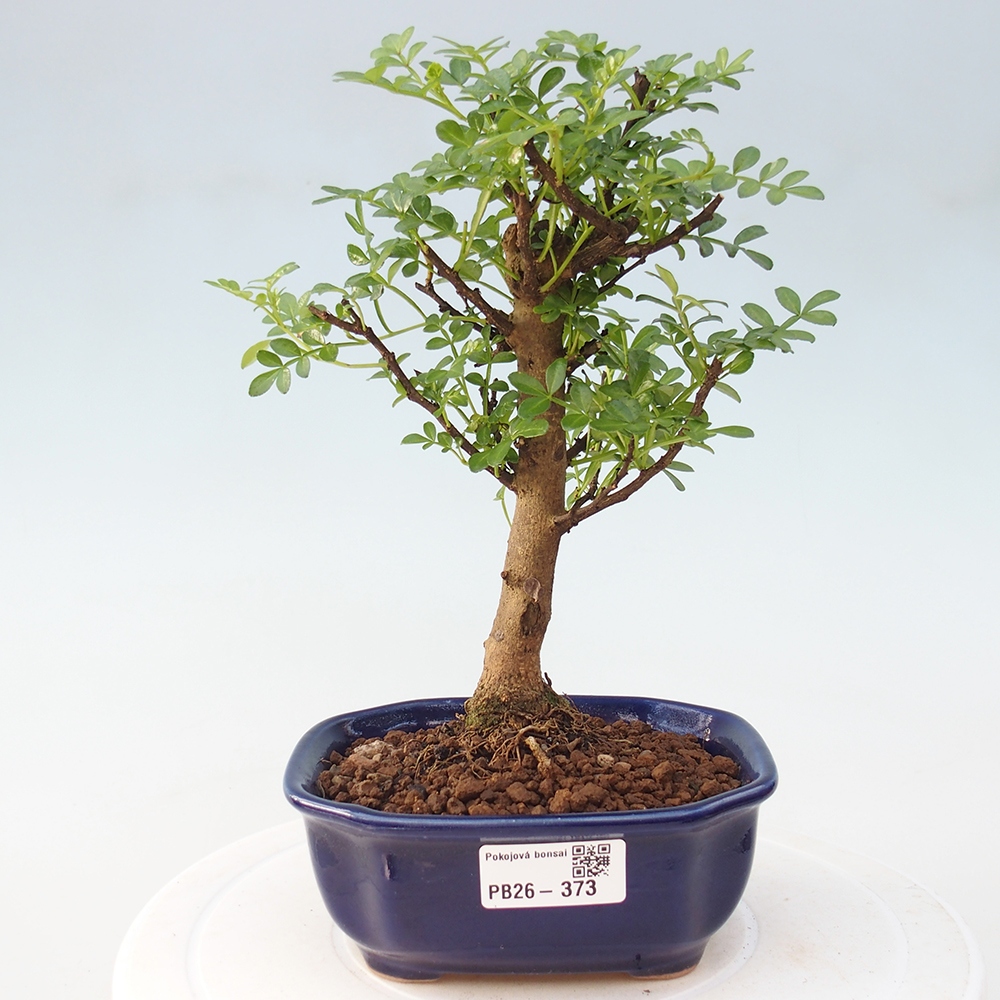 Pokój bonsai - Zantoxylum piperitum - drzewo pieprzowe