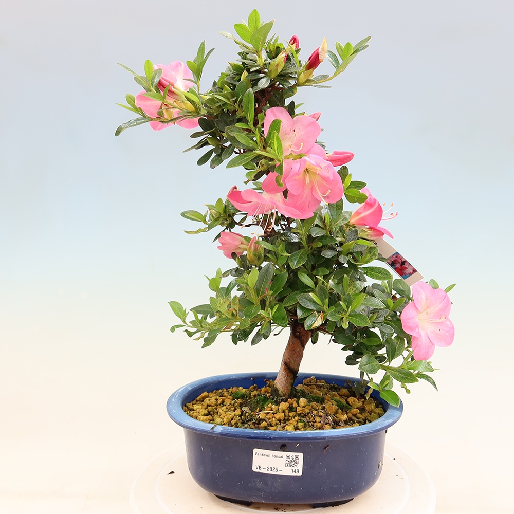 Bonsai zewnętrzne - Azalia japońska - Azalia Santoka