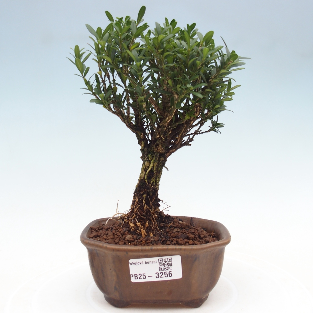 Pokój bonsai - Buxus harlandii - buxus korkowy
