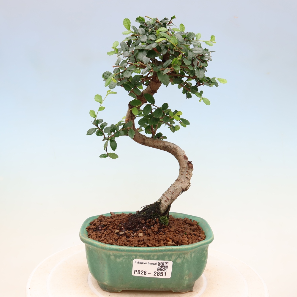 Pokój bonsai - Ulmus parvifolia - Wiąz drobnolistny