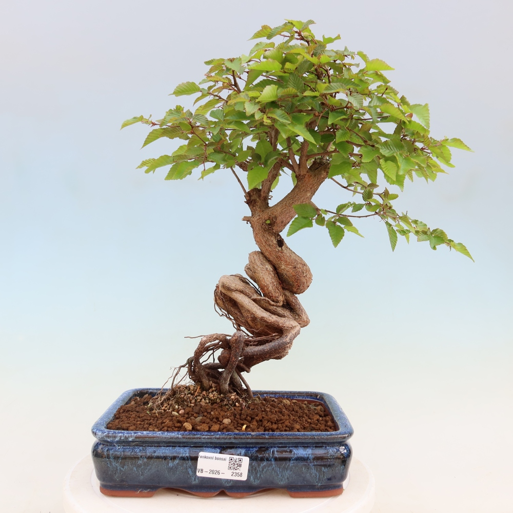 Outdoor bonsai - Carpinus coreana - grab koreański
