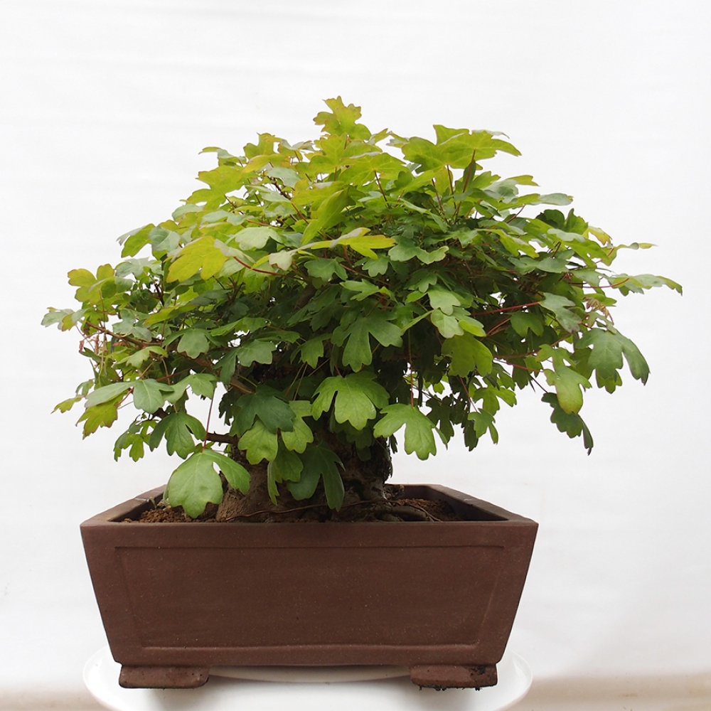 Bonsai zewnętrzne - Klon dziecięcy - Acer campestre