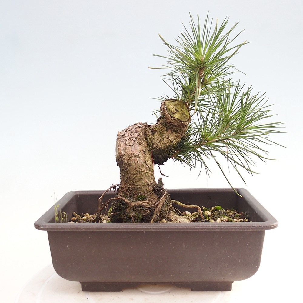 Outdoor bonsai - Pinus thunbergii - sosna Thunberga
